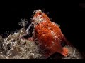 Painted Frogfish feeding frenzy | Painted Frogfish