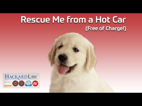 Would You Rescue a Dog from a Hot Car?