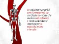 Che cos'è il sangue