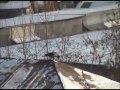 Cuervo haciendo Snowboard