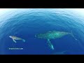 Drones Over Dolphin Stampede and Whales off Dana Point and Maui