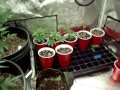 Indoor/Outdoor Medical Marijuana Grow