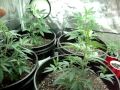 Indoor/Outdoor Medical Marijuana Grow