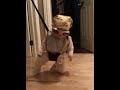 Funny baby in Jolly Jumper dancing to Michael Jackson