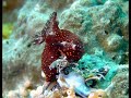 Scuba Diving off Pemba Island, Tanzania