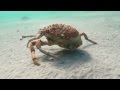 Video of Spider Crab