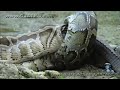 Python eats Alligator 01, Time Lapse Speed x12
