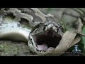 Python eats Alligator 01, Time Lapse Speed x12