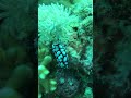 Video of sea slug