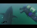 SUPERFISH BLUEFIN TUNA