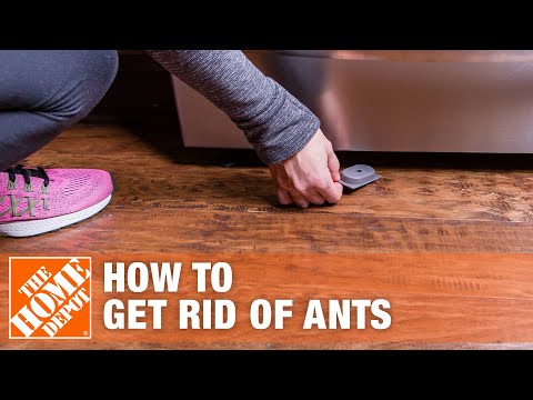 How To Get Rid Of Ants The Home Depot