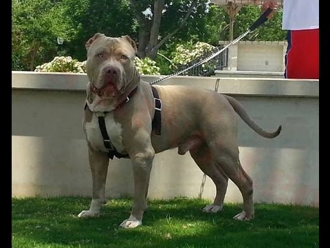 XXL+American+Bully Escuchar XXL AMERICAN BULLY PITBULL MAGNUM PART 2 - Descargar MP3 ...