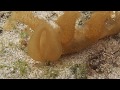 Video of Nudibranch