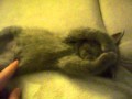 Un chaton trop mignon en train de dormir et de faire de beaux reves. So cute !