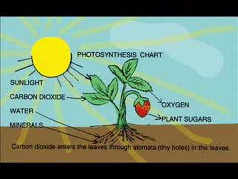 Methods Of Pollination