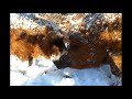 Mangalitza's in the dutch snow 6 december 2012 mangalitza@hotmail.com