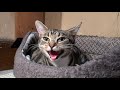 Sparta giving birth to 6 kittens