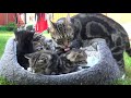 Sparta giving birth to 6 kittens
