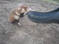 Evil Hamster
