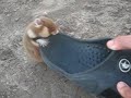Evil Hamster