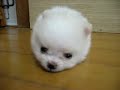 Cotton ball doggy!