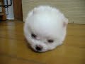Cotton ball doggy!