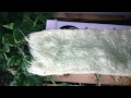 Hydroponic Cucumbers - Grown indoors with a LED grow light