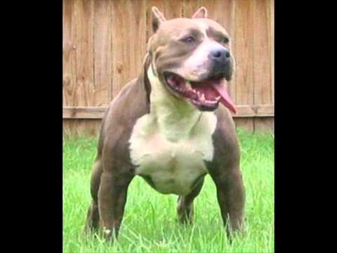 Doberman Pitbull Doberman Pitbull