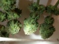 Harvesting Cannabis 2nd OG Kush CFL Grow