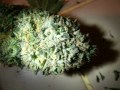 Harvesting Cannabis 2nd OG Kush CFL Grow