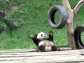 Dancing panda : un bebe panda trop mignon qui danse couche sur le dos ! :)