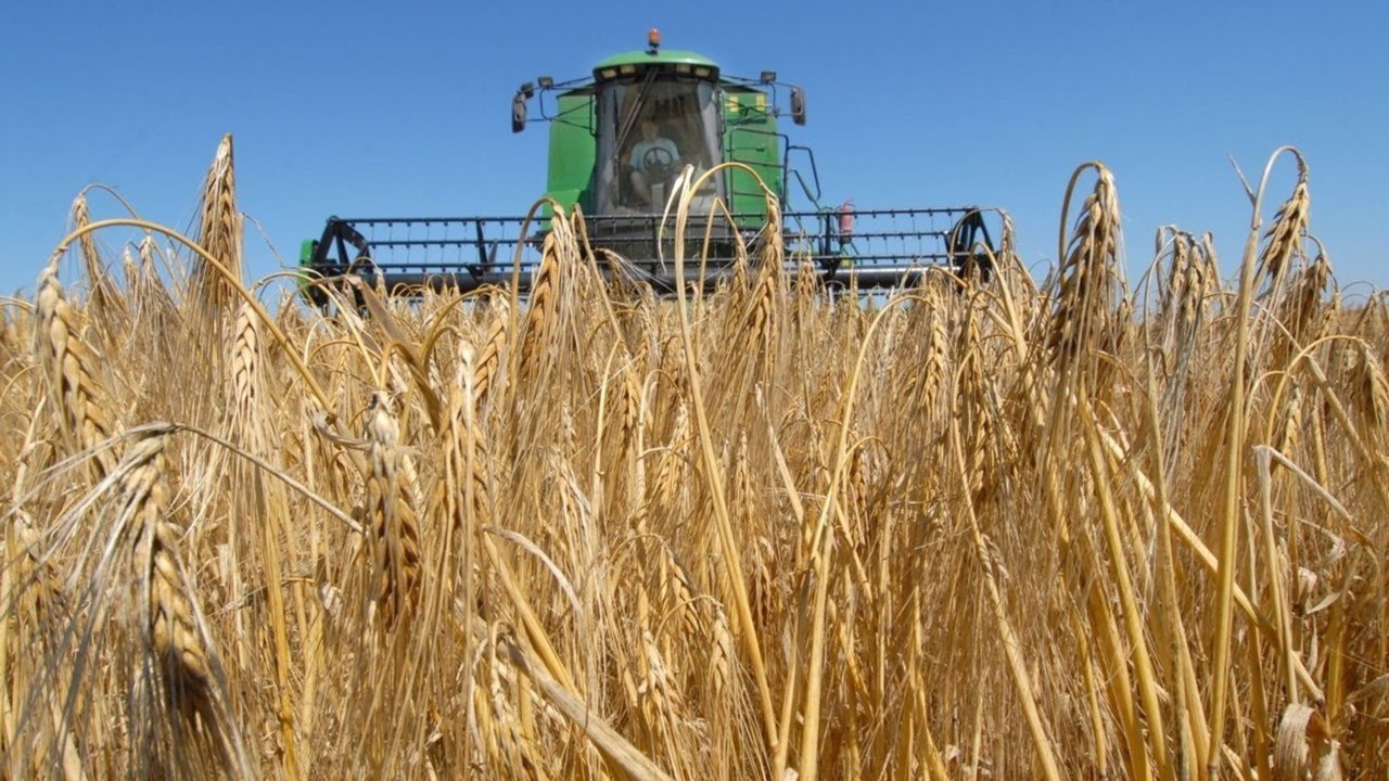 Queensland to have ‘One of Biggest Harvests’ in ‘A Number of Years’