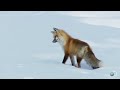 Fox Dives Headfirst Into Snow | North America