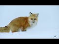 Fox Dives Headfirst Into Snow | North America