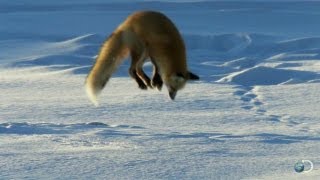  : Technique de chasse du renard dans la neige.