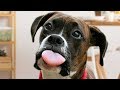 Ultimate Boxer Dog Compilation NEW Ultimate Boxer Dog Compilation NEW