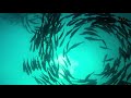 TUNA TORNADO - Huge Swarm of Jack Fish Dwarf Scuba Diver