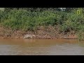 Jaguar Attacks Crocodile (EXCLUSIVE VIDEO)