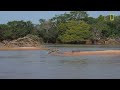 Jaguar Attacks Crocodile (EXCLUSIVE VIDEO)