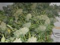 building a 5 Plants, legal medical marijuana grow room part 04 - http://www.limbo-co.com