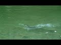 Fishing with Rod: Her biggest coho salmon