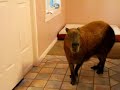 Capybara Opening Doors