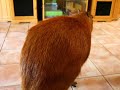Capybara Opening Doors