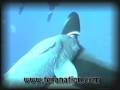 DEPTHS OF THE SEA produced by Tera entertainment featuring manta rays