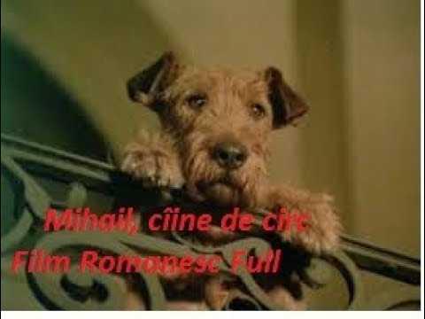 Mihail, câine de circ (1979)