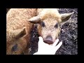 Frauke the litte Mangalitza 18-4-2013