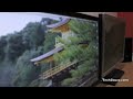 LCD Monitors IPS vs TN Panel difference
