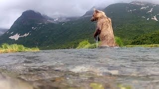 Grizzly Eats My GoPro