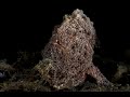 Sandy Frogfish | Painted Frogfish