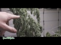 Outdoor Cannabis: Harvest Part 6